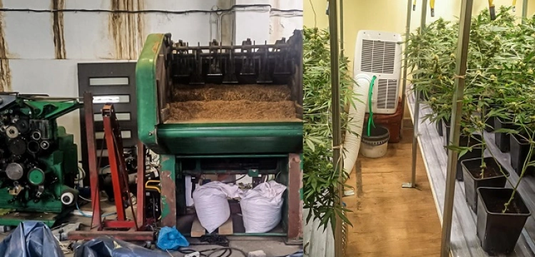 Cela plus! Rozbity narkogang posiadający plantację konopi oraz fabrykę papierosów