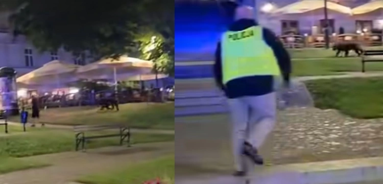 Groźny drapieżnik na ulicach Przemyśla. Mieszkańcy w szoku [Wideo]