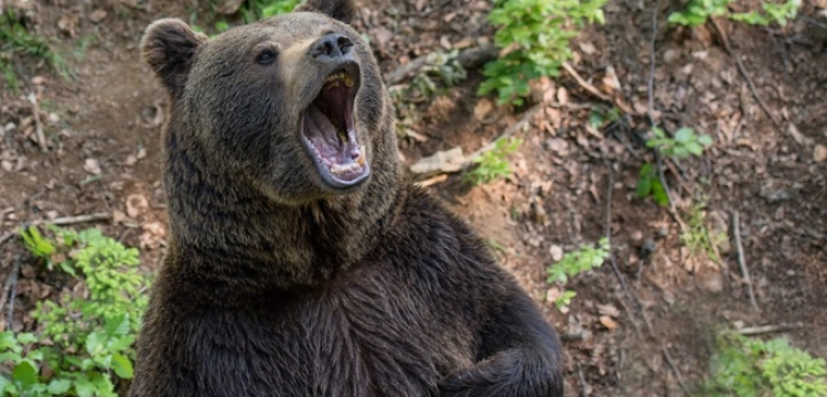 Śmiertelne spotkanie z niedźwiedziem w Tatrach