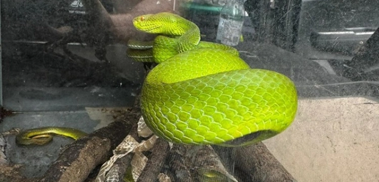 Wystawca zatrzymany podczas krakowskich targów zwierząt egzotycznych