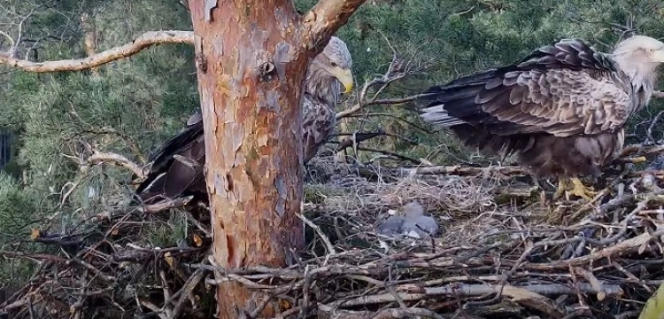 Czy „ekolodzy” wyłudzili pieniądze na podstawie fałszywego gniazda orlika krzykliwego?