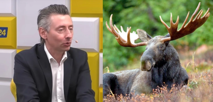 Posłowi Gduli nie spodobał się polski łoś. Pisze o… „zdziecinnieniu władzy”