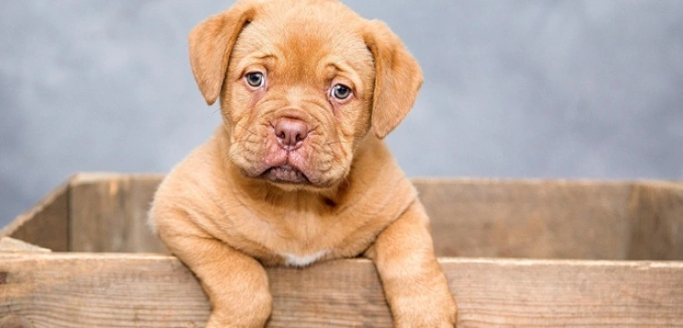 Wraca państwowy rejestr zwierząt. Czy to oznacza dodatkowe koszty dla właścicieli psów i kotów?