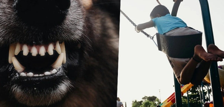 Bytów. Atak psa na 9-latka na placu zabaw