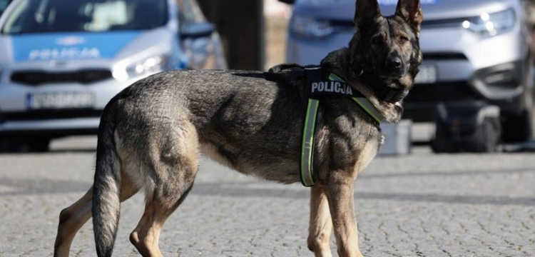 Pies odnalazł mężczyznę, który chciał odebrać sobie życie