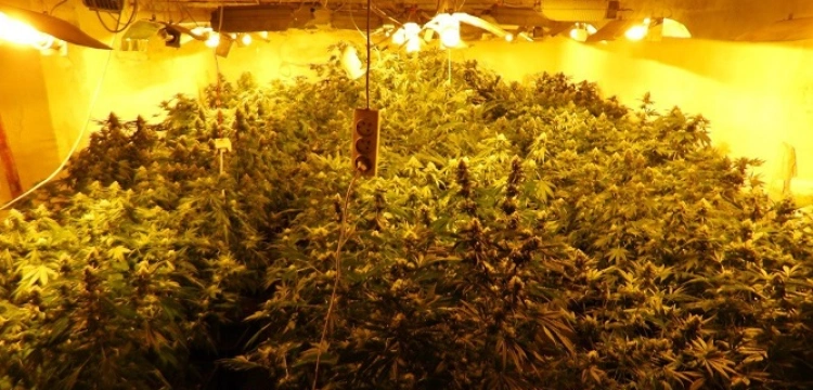 Cela plus! Poszukiwany ENA za przestępczość narkotykową wpadł na kolejnej plantacji