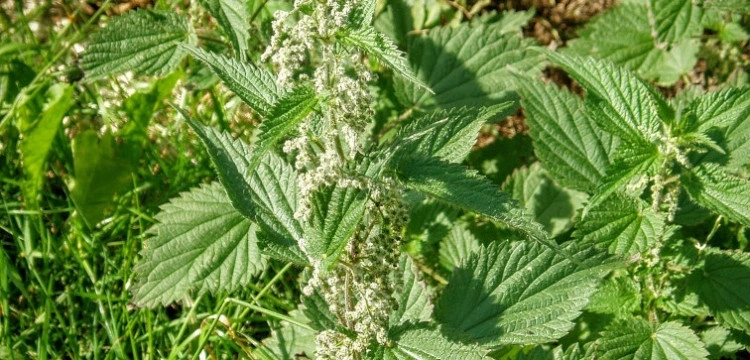 Cudowne właściwości pokrzywy! Leczy i odmładza