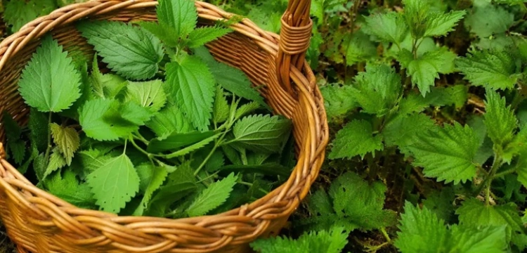 Ks Kneipp: Koszyk młodych pokrzyw podzielmy na trzy części...