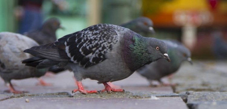 Belgowie będą rozdawać pigułki antykoncepcyjne… gołębiom