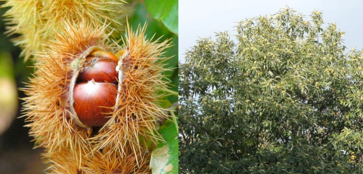 Jadalne kasztany rosną także w Polsce