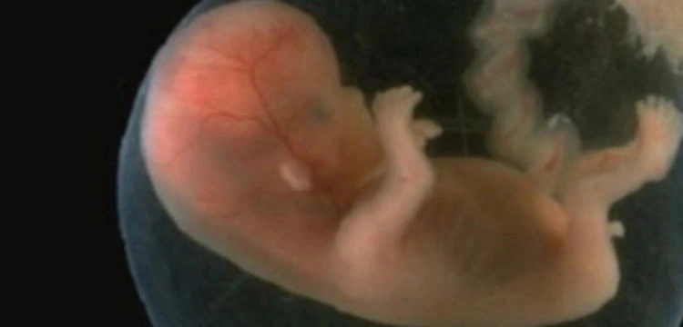 Tusk chce „legalnej i bezpiecznej aborcji”. Braun: Dzieciobójcy!