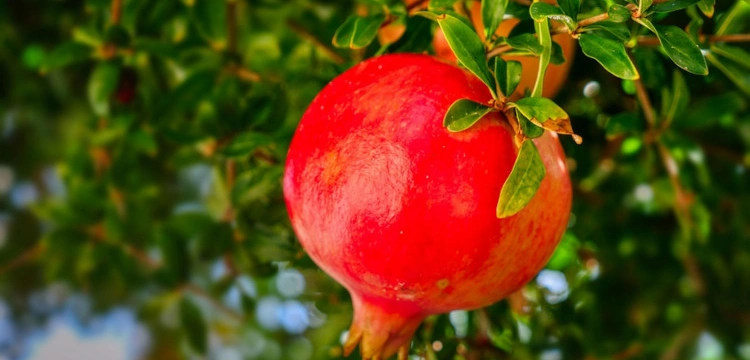 Soczysty granat to bomba prozdrowotna