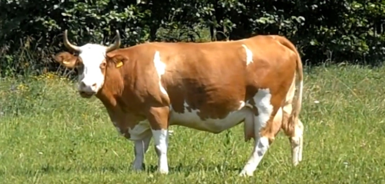 Niemcy na wojnie z własnym rolnictwem. Kiedy uderzą w polskie?