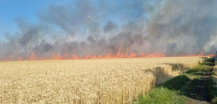 Rosjanie nadal celowo niszczą uprawy na Ukrainie. Tylko jednego dnia 200 hektarów