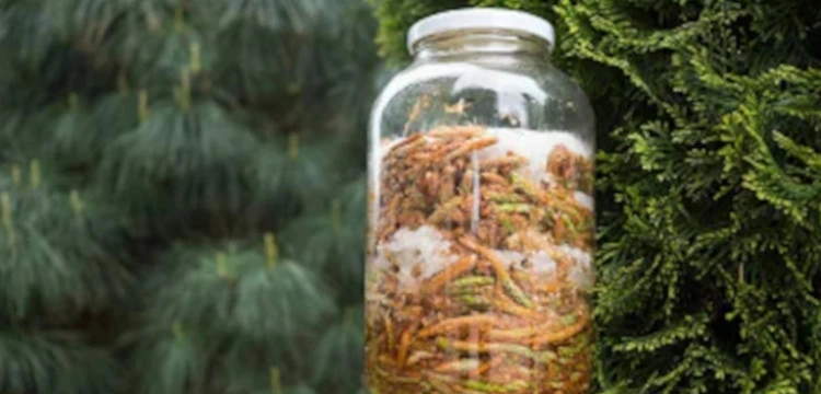 Zdrowy jak syrop z młodych pędów sosny