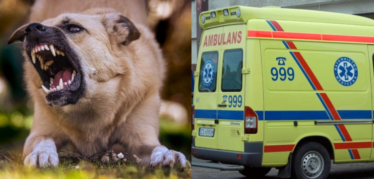 Łódzkie. Agresywny pies zagryzł siedmioletniego chłopca