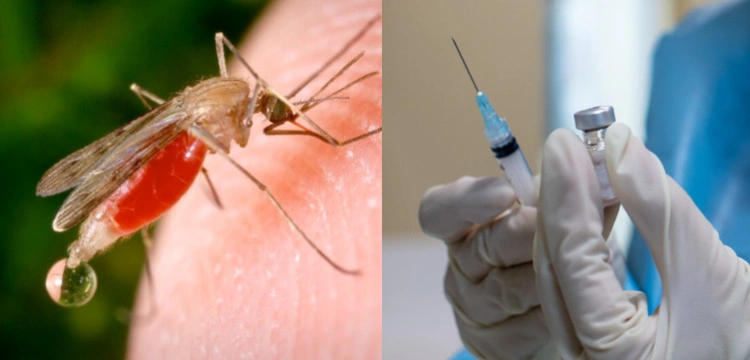 Wkrótce będą nas szczepić… komary? Niepokojące eksperymenty w Chinach