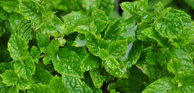 Dlaczego czuję miętę do mięty...