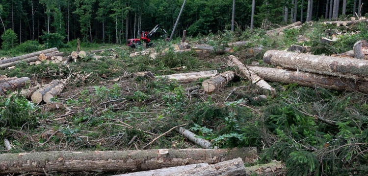 Absurdy ekoideologii. W Szkocji wycięli ok. 16 mln drzew, by zrobić miejsce dla turbin wiatrowych