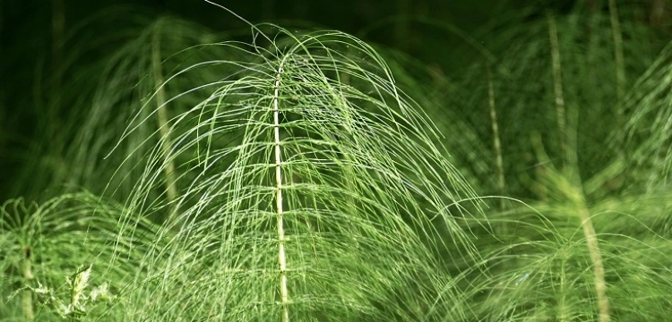 Zwykły skrzyp polny uleczy twoje węzły chłonne