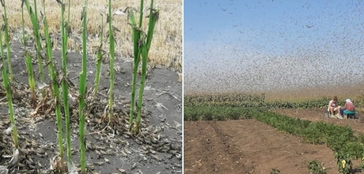 "Kara boża" za Mariupol - szarańcza zaatakowała miasto, z którego startowały bombowce [Wideo]