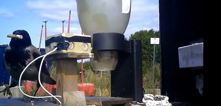 [Wideo] Kruki zamiast ekipy sprzątającej. Szwedzi uczą je zbierać niedopałki i oszczędzają