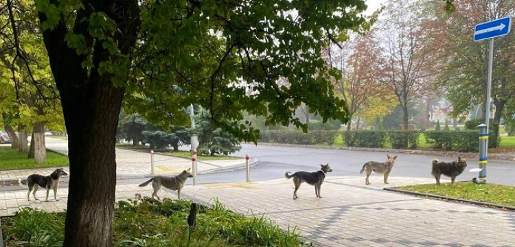 Niesamowita kultura zwierząt! Na Ukrainie powstał punkt dokarmiania psów. Jak zachowały się czworonogi?