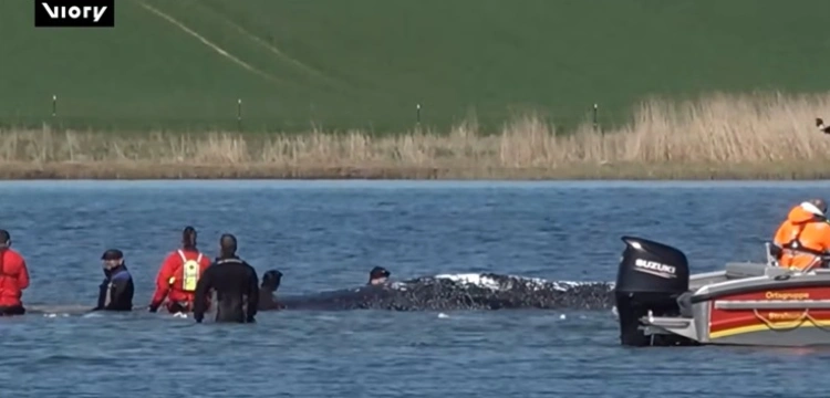 Bałtycki dramat wieloryba zakończony uratowaniem zwierzęcia [Wideo]
