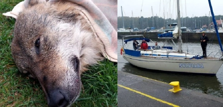 Łeba. Niecodzienna akcja ratunkowa żeglarzy – uratowano tonącego wilka