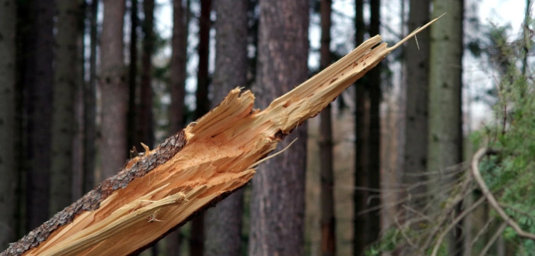 Silny wiatr i ulewy. Są ostrzeżenia IMGW