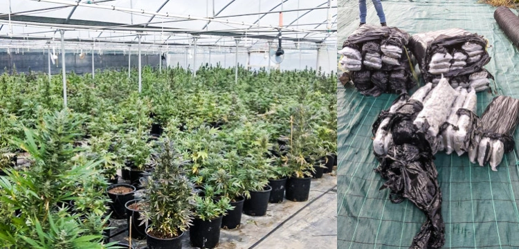 Cela plus: Policjanci z CBŚP pomogli Włochom zlikwidować plantację konopii