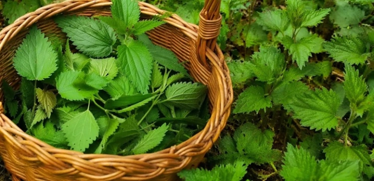 Ks Kneipp: Koszyk młodych pokrzyw podzielmy na trzy części...